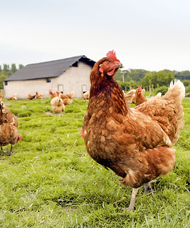 Free Range Chicken Farm