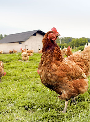 Ferme de poulets élevés en liberté