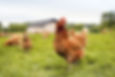 Free Range Chicken Farm