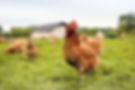 Free Range Chicken Farm