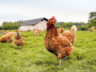 We’ve Been Meaning to Do Farm Succession Planning… But Where Do We Even Start?