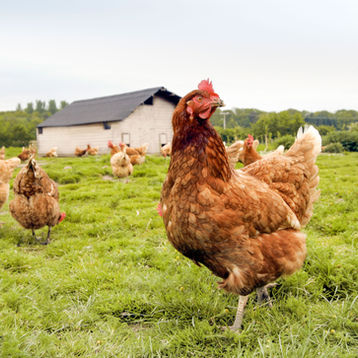 Tips for Beginner Chicken Keepers: Dos and Don'ts