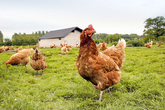 Fazenda de Frango ao Ar Livre