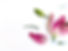 Pink Lily Composition