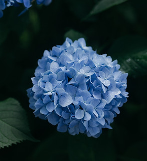 Blue Hydrangeas