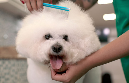 Cachorro feliz