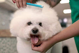 Dog Groomer