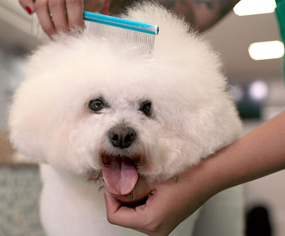 Happy Dog