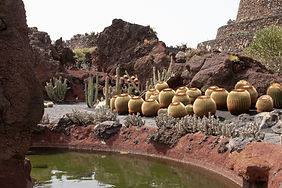 Desert Cactus Garden