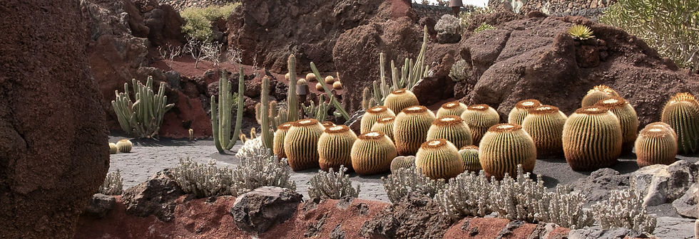 Desert Cactus Garden