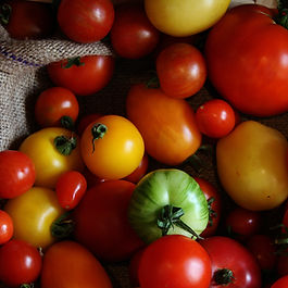 Different Colored Tomatoes