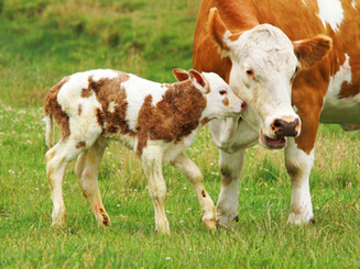 Cow and Her Calf