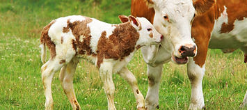Cow and Her Calf