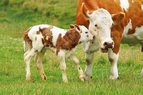 Cow and Her Calf