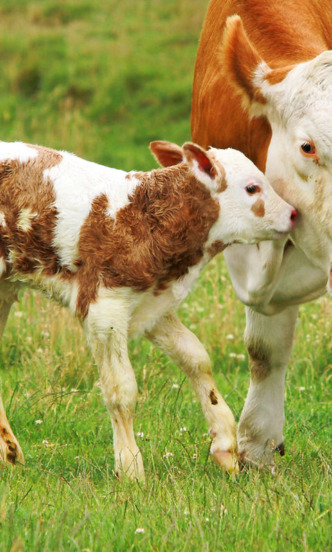 vache et veau