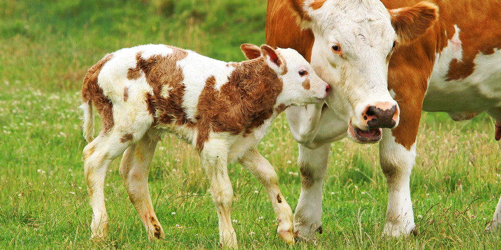 "Springtime Livestock Management (Cattle, Sheep, and Goats)"