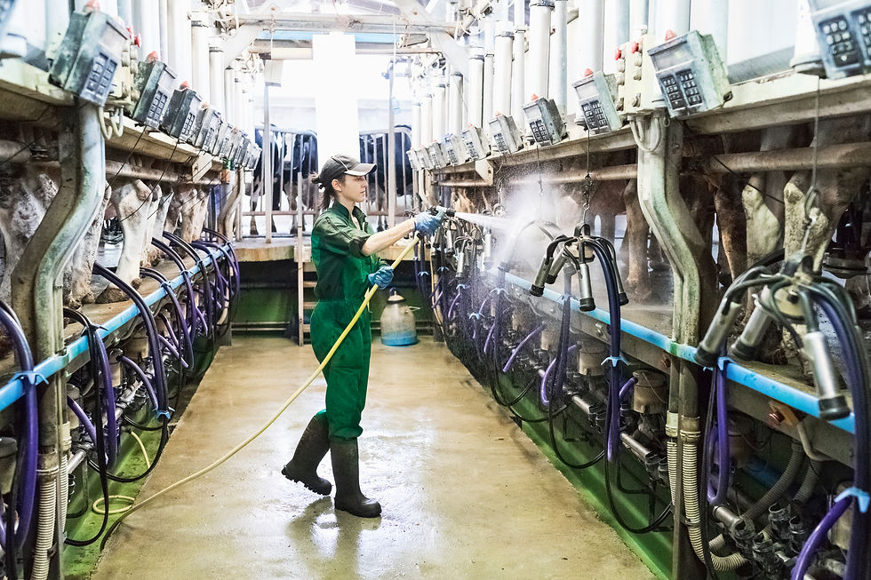 A woman cleaning farm interior