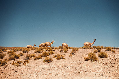 Alpacas in Puru, their place of origin