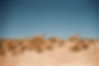 Desert Wildlife
