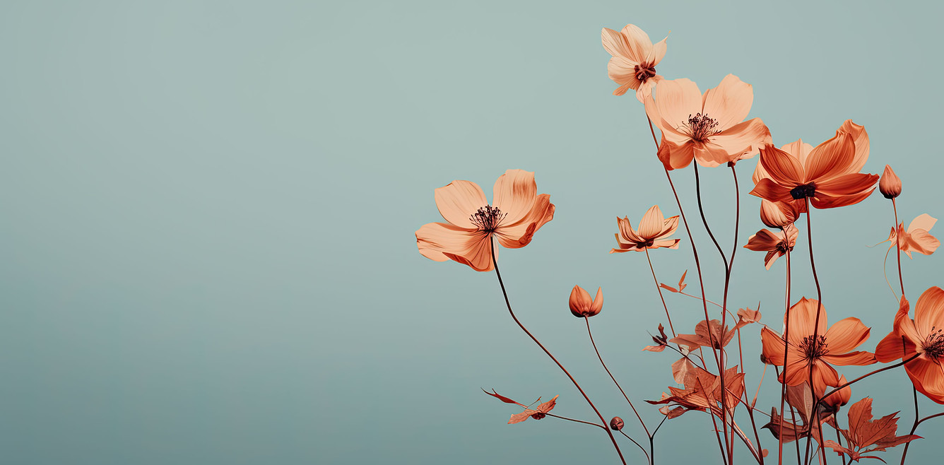 コスモスブロッサム