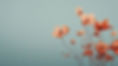 Cosmos Blossom
