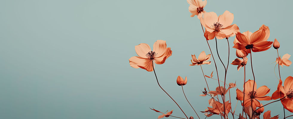 Flor do Cosmos