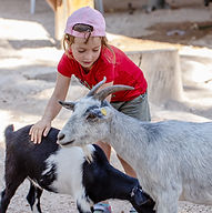 animal de ferme