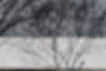 Tree Shadows on Wall