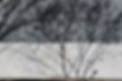 Tree Shadows on Wall