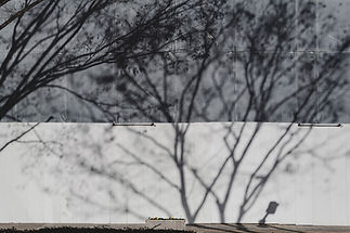Tree Shadows on Wall