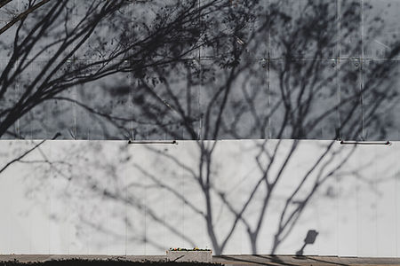Tree Shadows on Wall