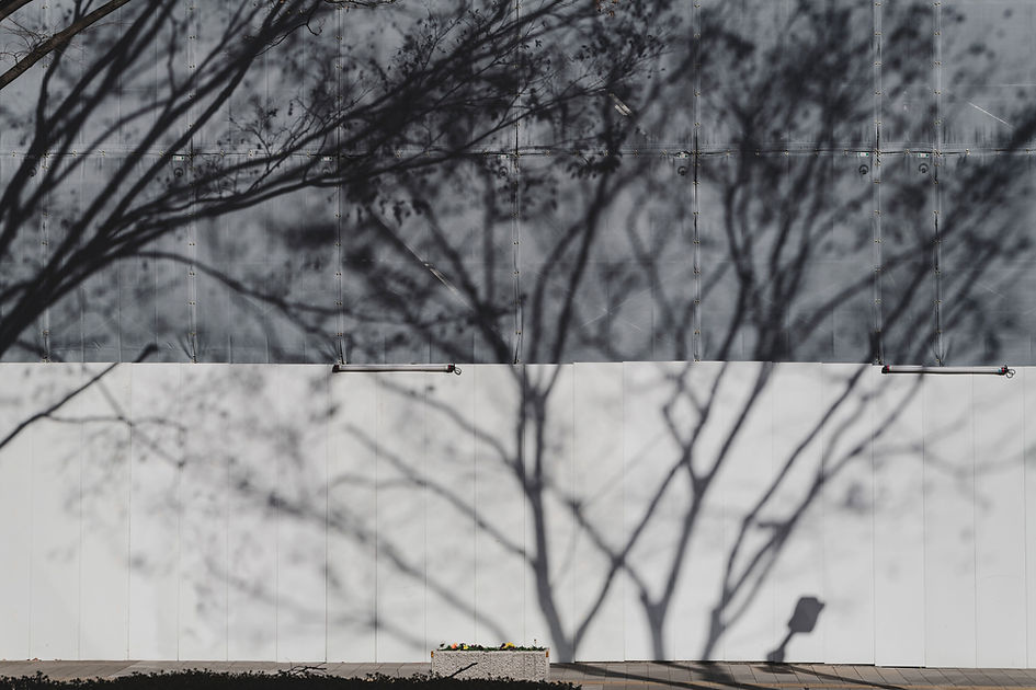 Tree Shadows on Wall