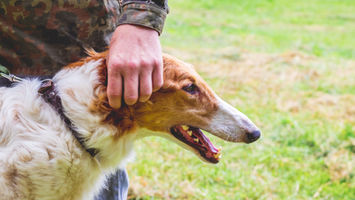 Chien de chasse attendant d'être libéré