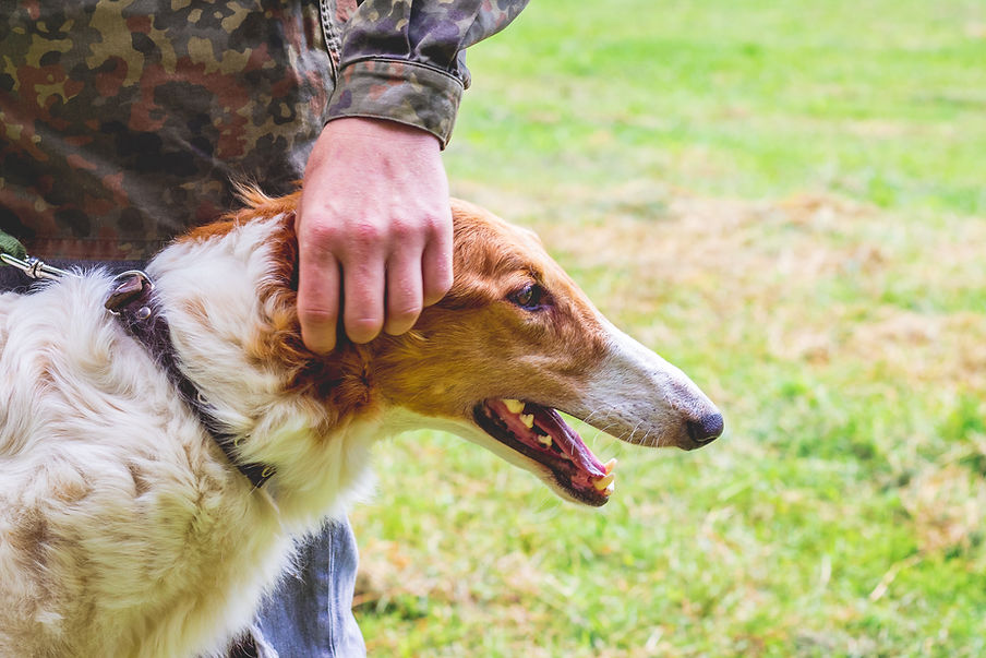 Hund wartet auf seine Freilassung
