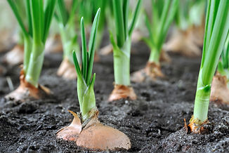Spring Onions