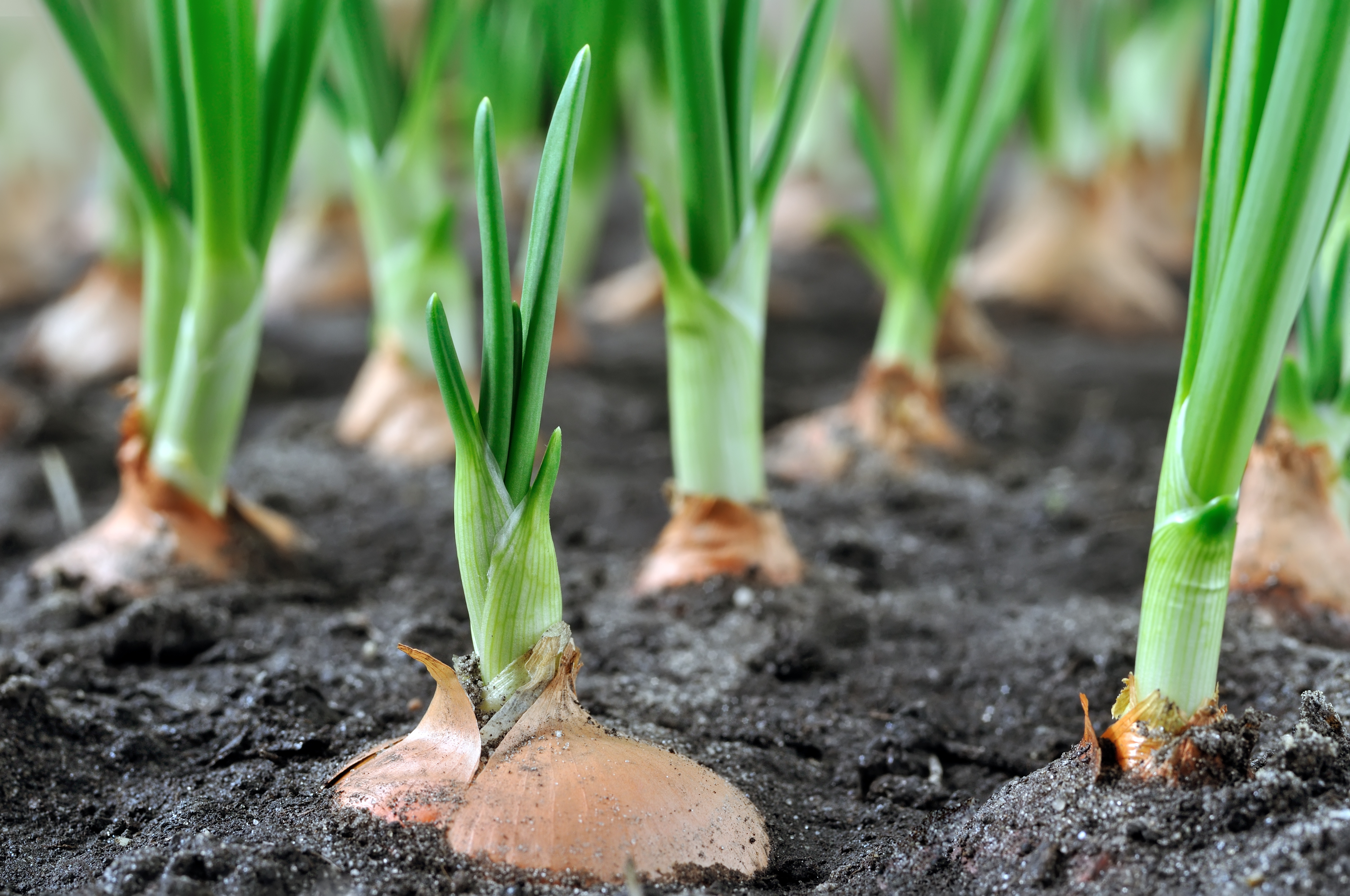 Cultivo de plantas de cebolla