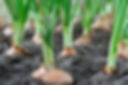 Spring Onions