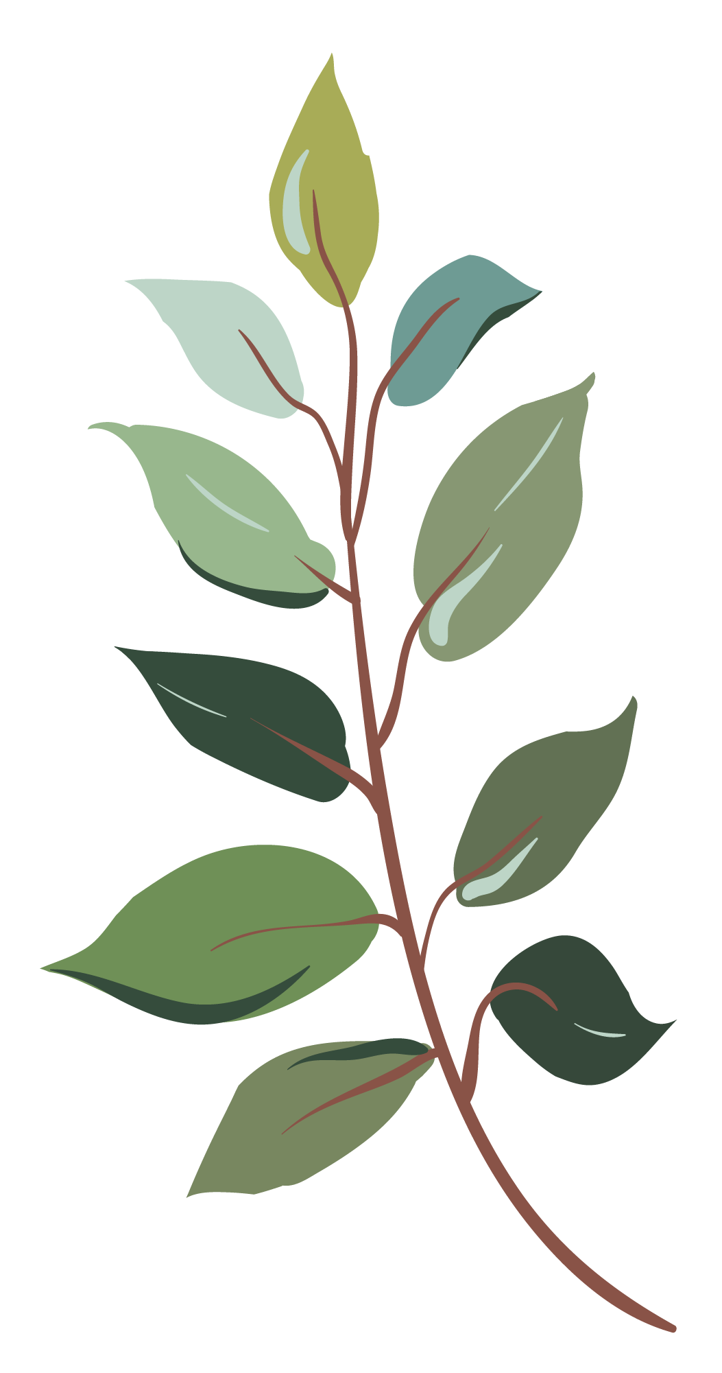 Leaf Illustration