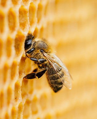 Honeybee