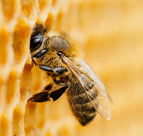 Honeybee