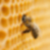 Honeybee