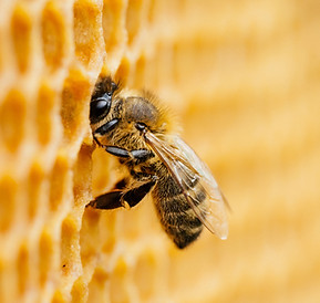 Honeybee