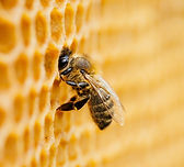 Bee On Honeycomb