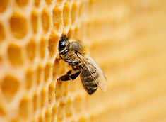 Bee On Honeycomb