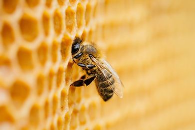 Abeille sur un rayon de miel
