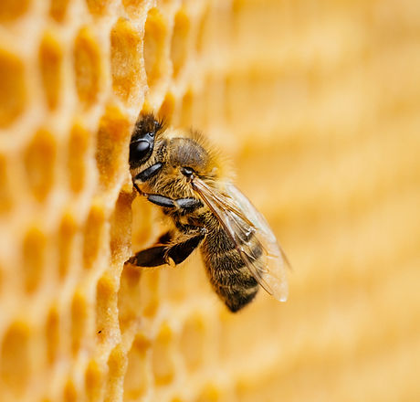 Honeybee
