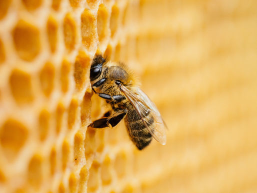 Consider Honeybees