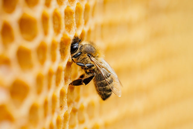 Honeybee