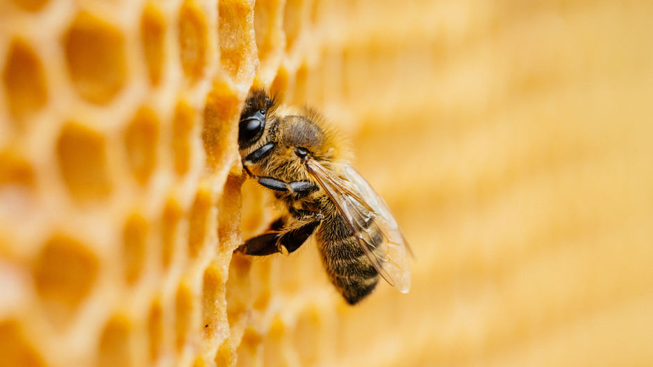 How to Teach Children About the Bee Cycle and Honey Production (Educational Tips and Activities)