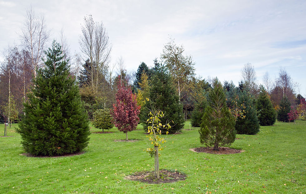 Arboretum woodland garden Conifers, mature trees and young trees in autumn at Bluebell Arb